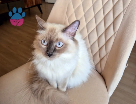 Güzel kızımıza (Sheeta) ragdoll eş arıyoruz