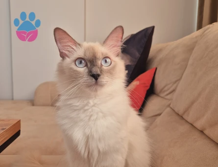 Güzel kızımıza (Sheeta) ragdoll eş arıyoruz