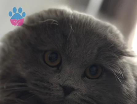 Maya’ya eş arıyoruz.