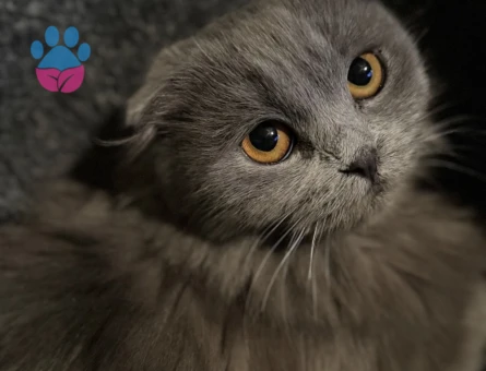 Maya’ya eş arıyoruz.