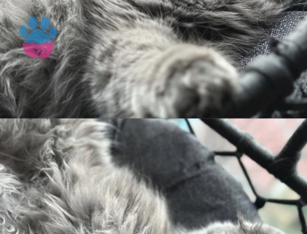 Maya’ya eş arıyoruz.