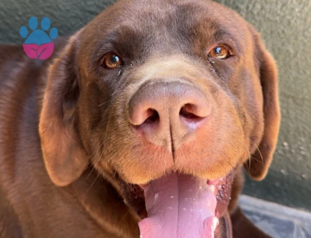 Oğluşuma dişi köpek arıyorum