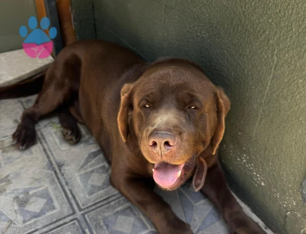 Oğluşuma dişi köpek arıyorum