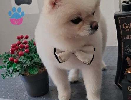 Yakışıklı Oğluma Gelin Arıyorum