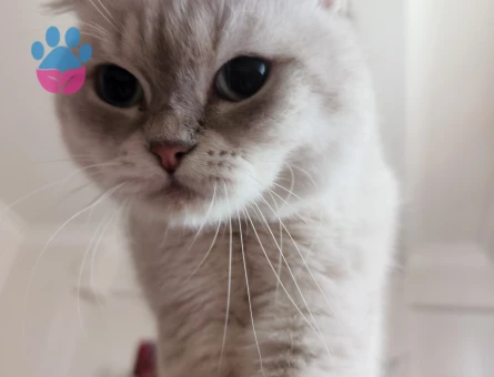 Scottish Fold Kedim Eş Arıyor