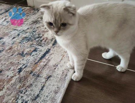 Scottish Fold Kedim Eş Arıyor