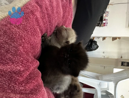 Yavru kedi sahiplendirme