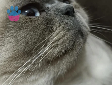 British Blue point oğluma eş arıyorum TOP KAFA