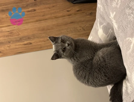 Kedimize eş aramaktayız