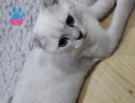 Oğlum Oscar Taliplerini Bekliyor