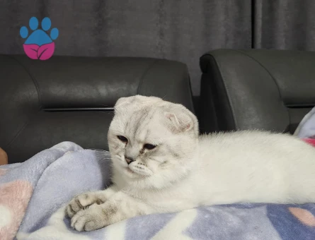 Oğlum Oscar Taliplerini Bekliyor