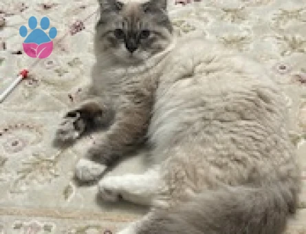 British Longhair Oğlumuza Eş Arıyoruz