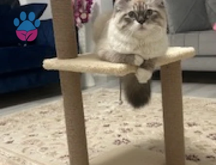 British Longhair Oğlumuza Eş Arıyoruz