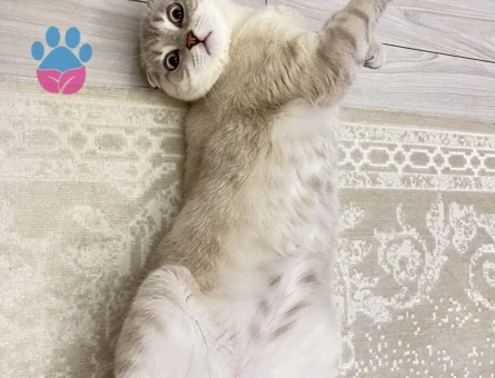 Scottish fold blue point