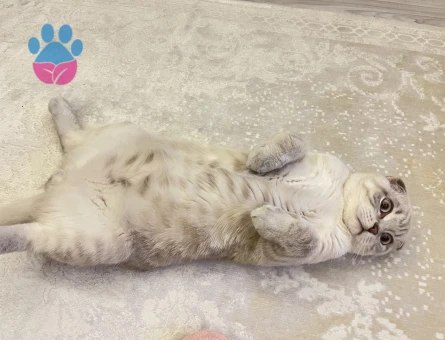 Scottish fold blue point