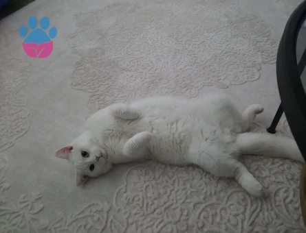 8 aylık erkek kedimiz için eş arıyoruz