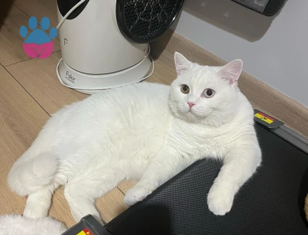 8 aylık erkek kedimiz için eş arıyoruz