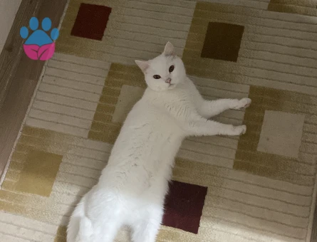 Dişimize çiftleştirilecek erkek arıyoruz