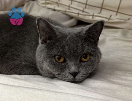 Dişi British Shorthair Kedime Eş