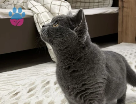 Dişi British Shorthair Kedime Eş