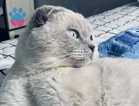 Scottish Fold 3 Yaşında Kızgınlıkta