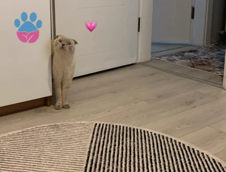 Scottish Fold 3 Yaşında Kızgınlıkta