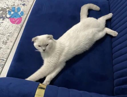 Scottish Fold 3 Yaşında Kızgınlıkta