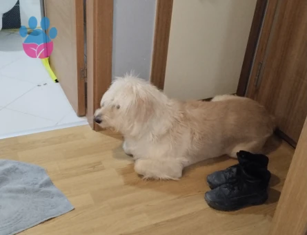 Paşama Eş Arıyorum