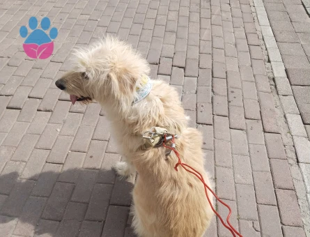 Paşama Eş Arıyorum