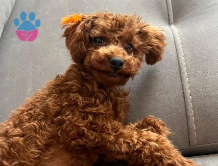 Toy Poodle Köpeğime Eş Arıyorum