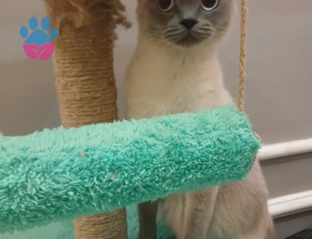 Siyam Kızıma Eş Arıyorum