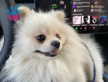 Oğluma  safkan pomeranian dişi arıyorum.