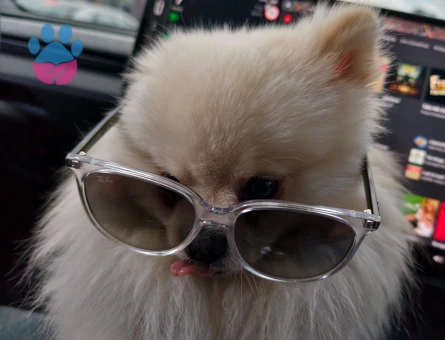 Oğluma  safkan pomeranian dişi arıyorum.