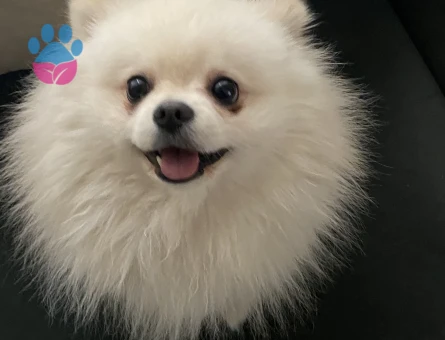 Oğluma  safkan pomeranian dişi arıyorum.