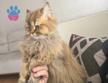 British longhair 1 yasinda