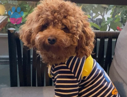 Orjinal Toy Poodle Oğlumuza Gelin Adayı Arıyoruz