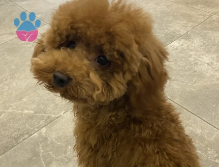 Orjinal Toy Poodle Oğlumuza Gelin Adayı Arıyoruz
