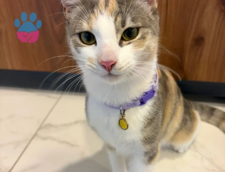 Tekir Kızımıza Eş Arıyoruz