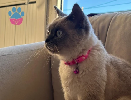 British Shorthair Güzel Kızımız Lunaya Eş arıyoruz