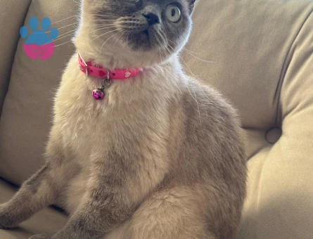 British Shorthair Güzel Kızımız Lunaya Eş arıyoruz