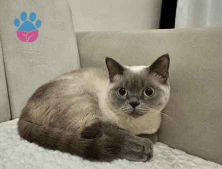 British Shorthair Güzel Kızımız Lunaya Eş arıyoruz