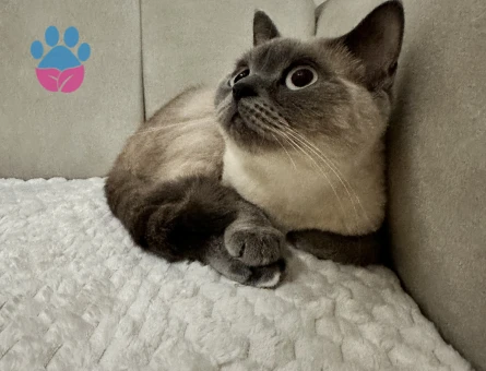 British Shorthair Güzel Kızımız Lunaya Eş arıyoruz