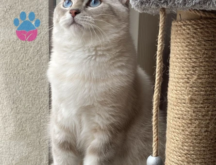 British Shorthair Lion bey Acil  Eş Arıyor