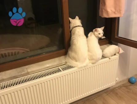 Tecrübeli kızımıza damat adayı arıyoruz.