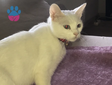 Tecrübeli kızımıza damat adayı arıyoruz.