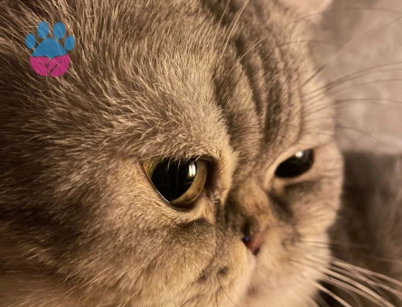 British oğlum tekrar baba olmak istiyor