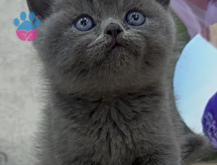 British oğlum tekrar baba olmak istiyor