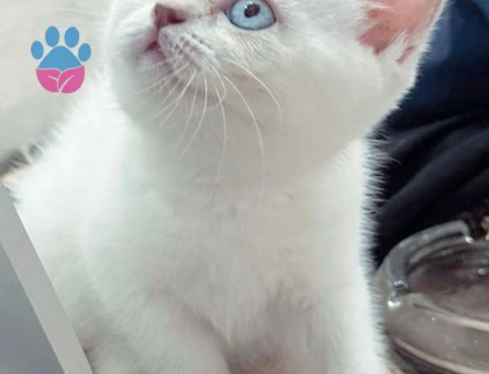 British oğlum tekrar baba olmak istiyor