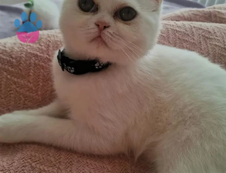 British Shorthair 1 Yaşında Eş Arıyor
