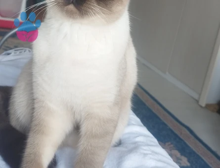 Schottis fold oğlumuza gelin adayı arıyoruz